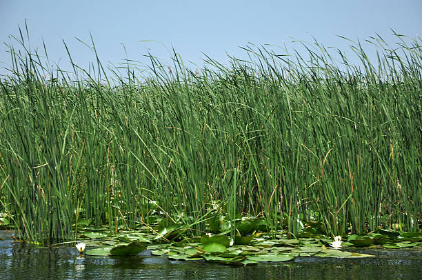 istock Sedge in the marshland in spring. Danube delta, Romnaia 510324336