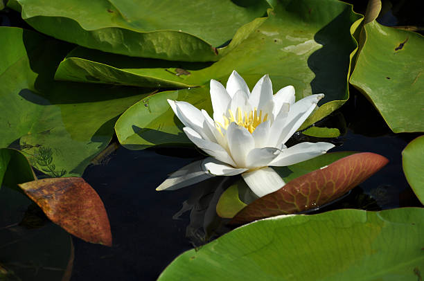 istock White water lily in the Danube delta, Romania 510324370