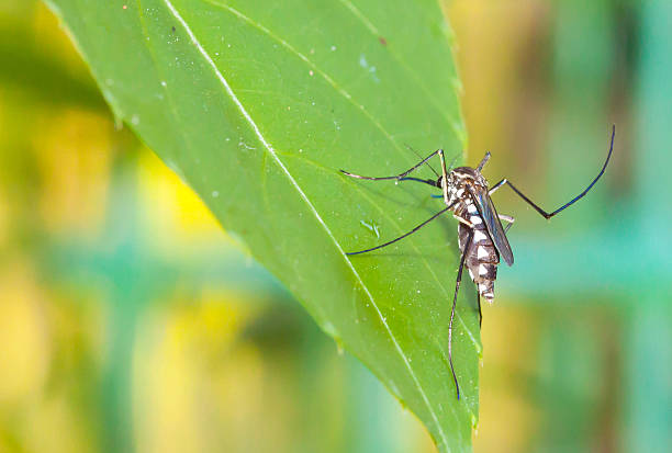 istock Closeup of common house mosquito on green leaf 510325252