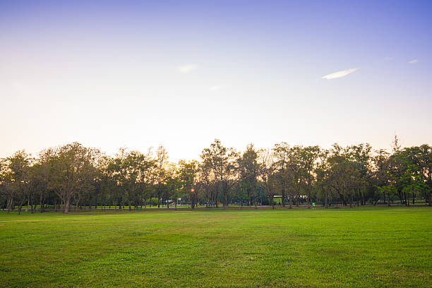 istock Beautiful park trees green grass over blue sky, 510325964
