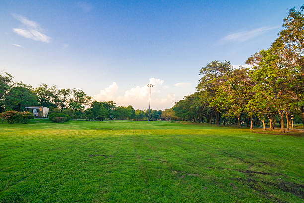 istock Beautiful park trees green grass over blue sky, 510326128