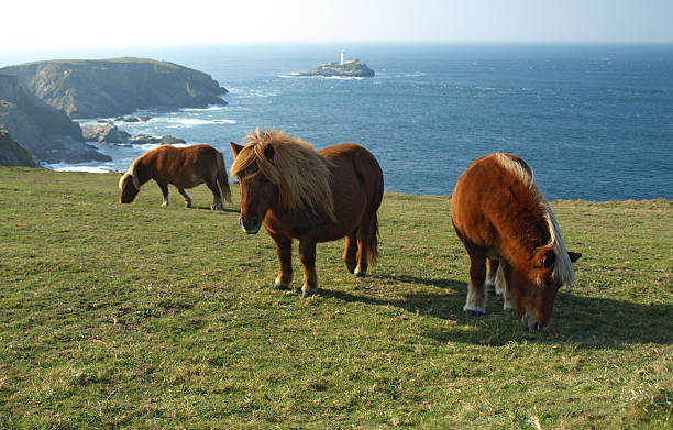 istock Shetland Ponies on the Coast 510329280