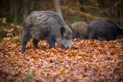 A family of wild boar forage in autumn