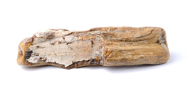 istock petrified wood, isolated on white background 510331635