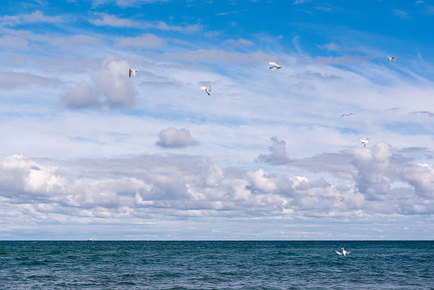 istock Hunting seagulls 510331693