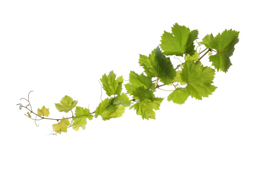 Branch of vine leaves isolated on white background