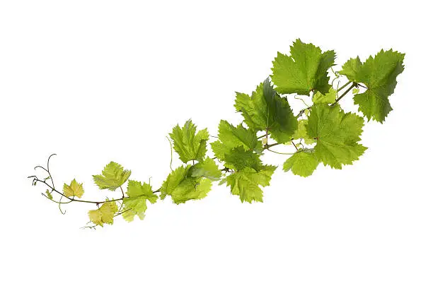 Photo of Vine leaves isolated on white