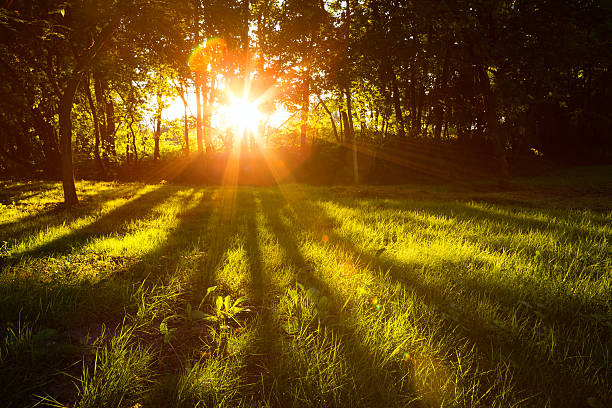 istock Sunlight green forest in summer time 510331805