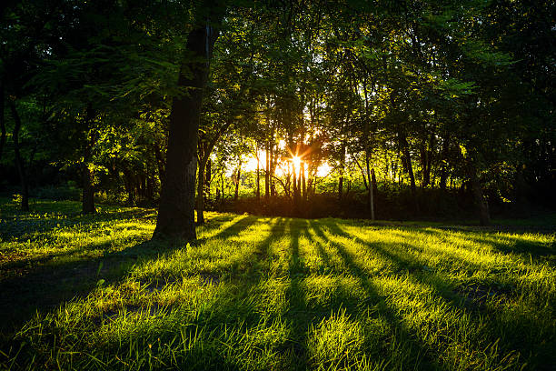 istock Sunlight green forest in summer time 510331809