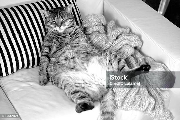 Lazy Fat Cat Sleeping On The Couch Stock Photo - Download Image Now - Overweight, Sleeping, Sofa