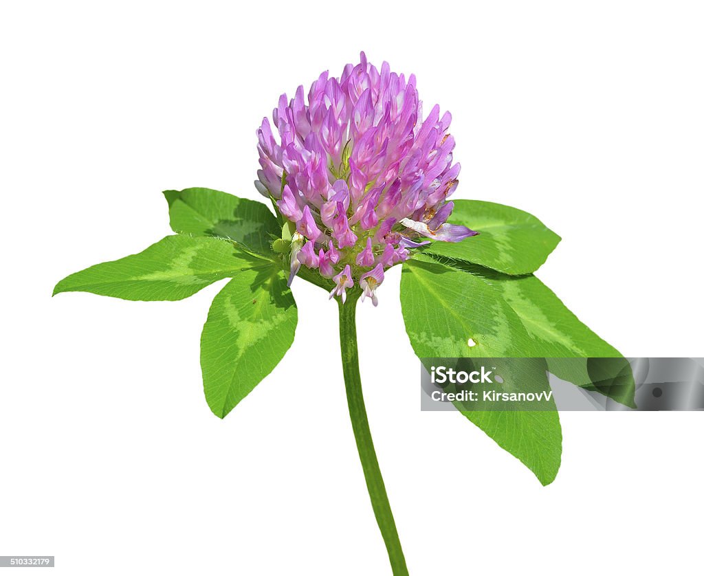 Red clower A close up of the blooming medicinal herb red clover. Isolated on white. Cut Out Stock Photo