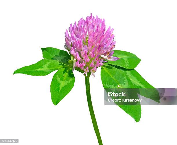 Red Clower Stock Photo - Download Image Now - Cut Out, Flower, Blossom