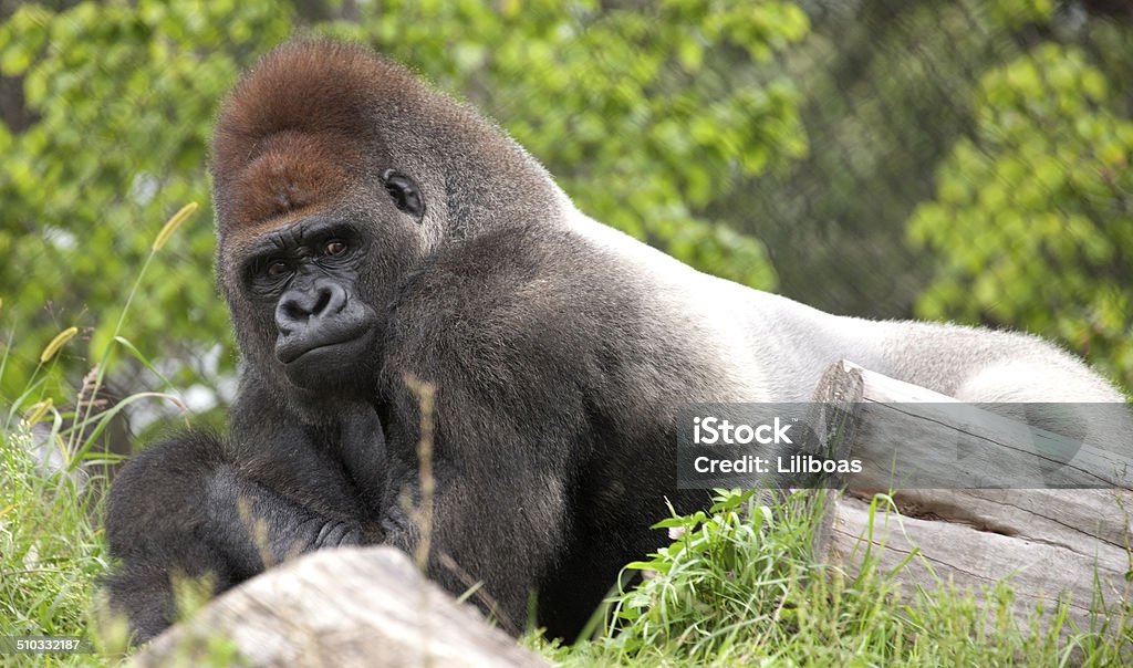 Gorilla Animal Stock Photo