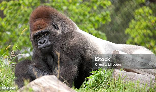 Gorilla Stock Photo - Download Image Now - Animal, Ape, Color Image