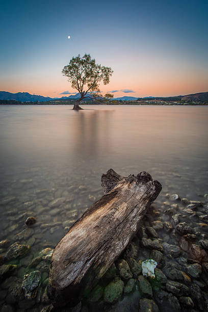istock Lonetree with wood 510332239