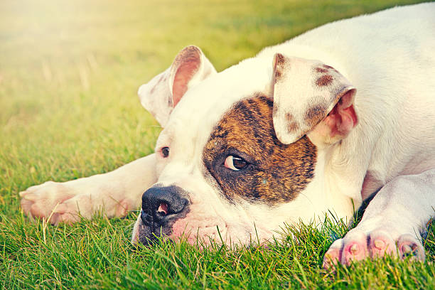 istock american bulldog 510332299