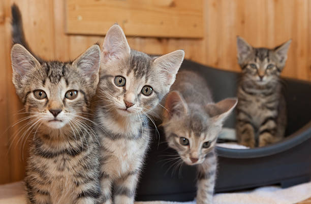 grupo de gato atigrado curioso - mehrere tiere fotografías e imágenes de stock