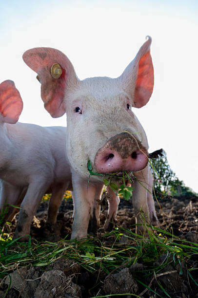 istock Young Outdoor Raised Pig 510332389