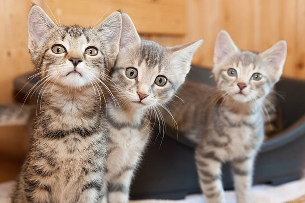 grupo de gato atigrado curioso - mehrere tiere fotografías e imágenes de stock