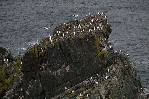 istock Bird colony on top of a cliff. 510332622