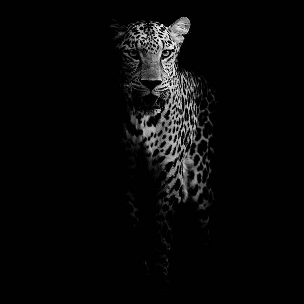 istock close up Leopard Portrait 510333039