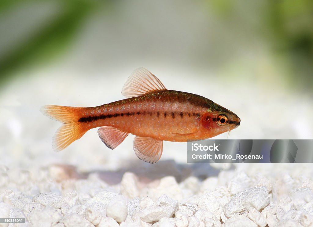 Cherry Barb, Puntius titteya freshwater aquarium fish Albino Stock Photo
