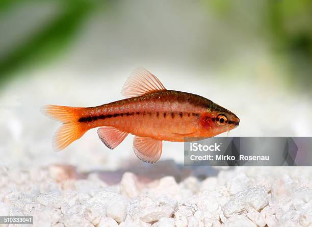 Cherry Barb Puntius Titteya Freshwater Aquarium Fish Stock Photo - Download Image Now