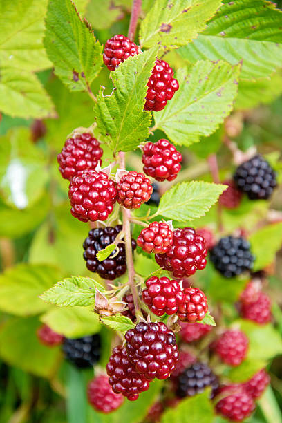 istock berries, blackberries in garden 510333337