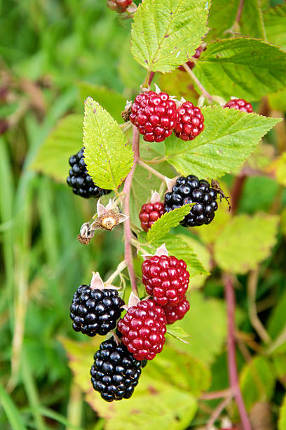 istock berries, blackberries in garden 510333343