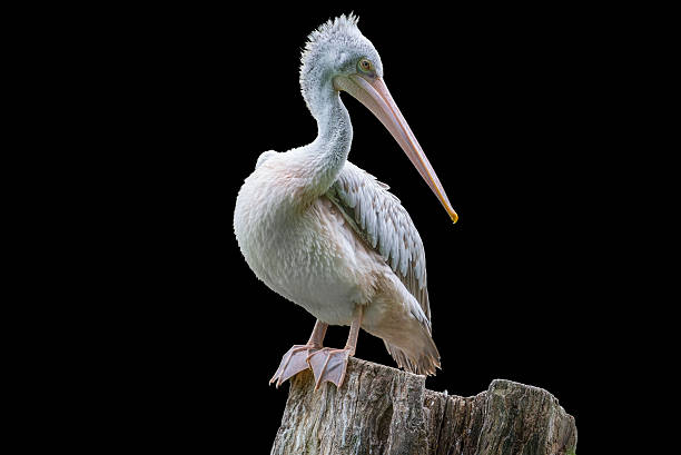 istock pelican isolated on black background 510333591
