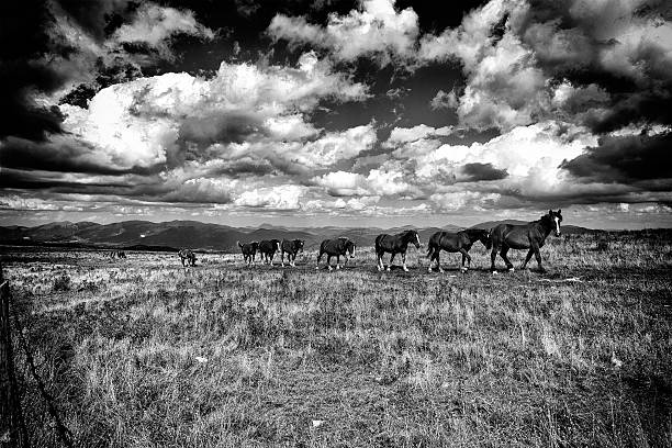 Horse on the praire