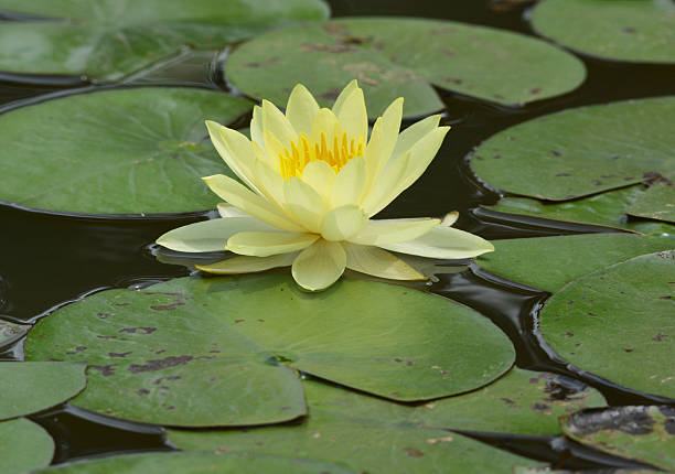 istock water lily, lotus 510334043