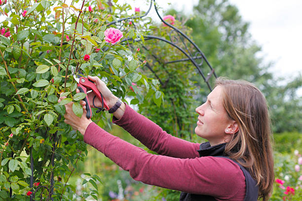 istock Gardening woman 510334097