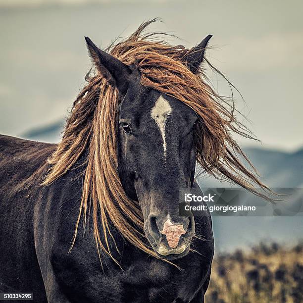 Horse Stock Photo - Download Image Now - Horse, Animal Head, Agricultural Field