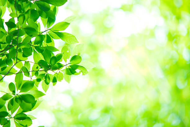 istock Fresh green young leaves 510334403