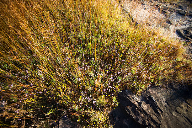 Clump of grassBeautiful blooming grasslands