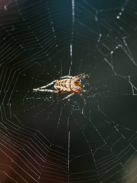 istock European garden spider on spiderweb close up 510336807