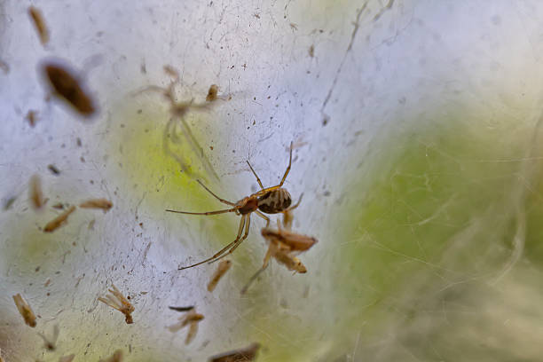 istock spider on a spider web in the garden 510337751