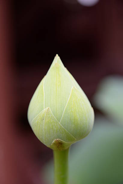 istock Lotus Pond 510338235