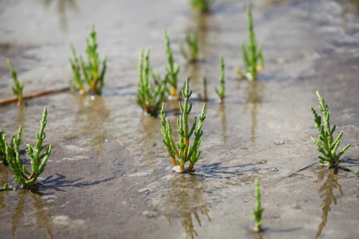 A close-up of saltwort in the marshland