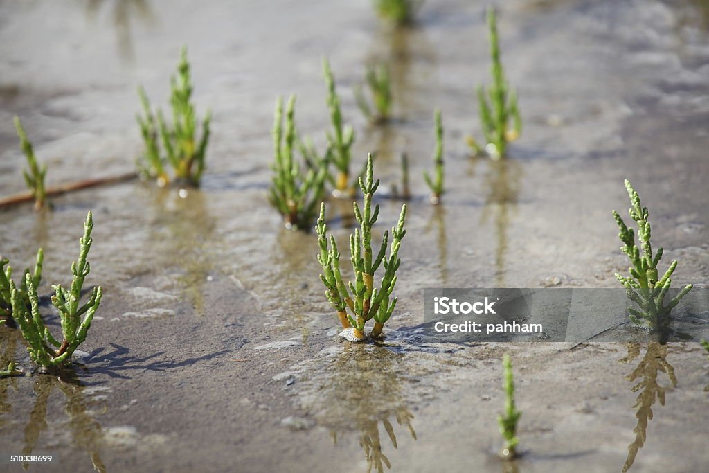 Saltwort - Salicornia europaea A close-up of saltwort in the marshland Salicornia Stock Photo