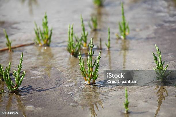 Saltwort Salicornia Europaea Stock Photo - Download Image Now - Salicornia, Wadden Sea, Coastline