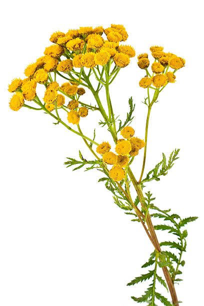 istock Blooming Tanacetum 510338795