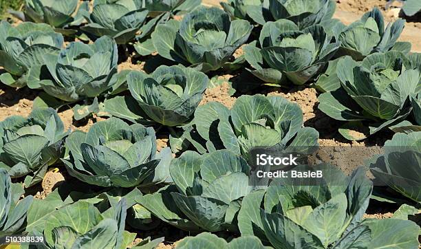 Cabbage Stockfoto und mehr Bilder von Blatt - Pflanzenbestandteile - Blatt - Pflanzenbestandteile, Extreme Nahaufnahme, Formatfüllend
