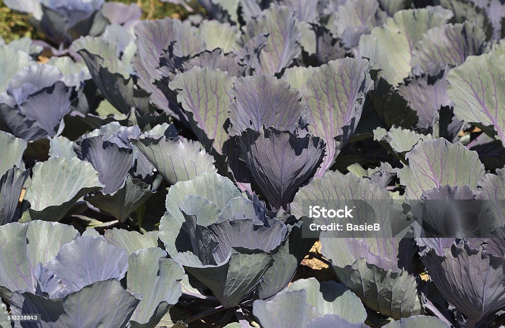 Frische Rote cabbagein Garten - Lizenzfrei Agrarland Stock-Foto