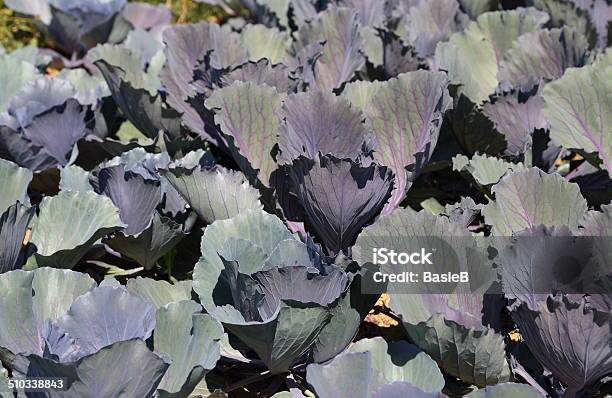 Frische Rote Cabbagein Garten Stockfoto und mehr Bilder von Agrarland - Agrarland, Blatt - Pflanzenbestandteile, Blaukraut