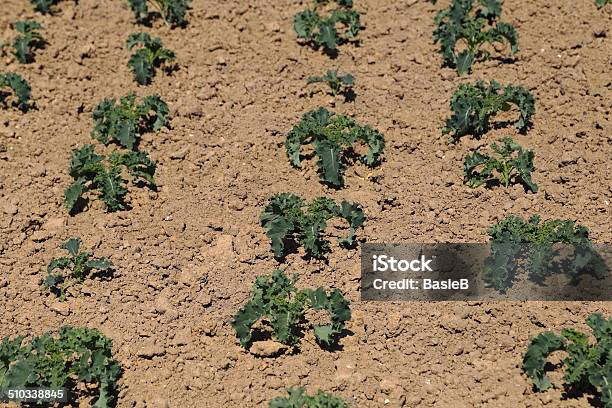 Weißkohl Stockfoto und mehr Bilder von Blattgemüse - Blattgemüse, Farbton, Formatfüllend