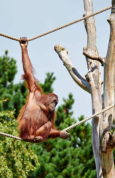 istock Bornean Orang utan 510339323