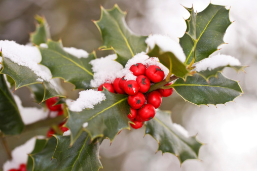 Close up of a branch of holly with red berries covered with snow