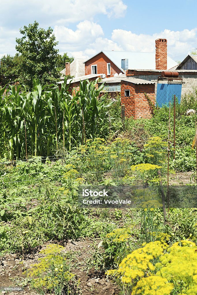 view of village garden on backyard view of village garden on backyard in summer day Agricultural Field Stock Photo